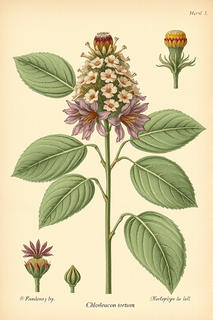 Ilustración botánica de Tataré