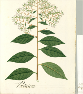 Ilustración botánica de Quina amarilla