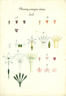 Ilustración botánica de Cinchona lancifolia