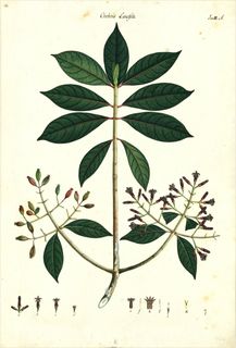 Ilustración botánica de Cinchona nitida