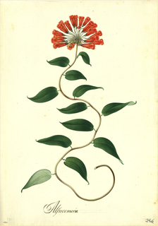 Ilustración botánica de Clerodendrum fragrans
