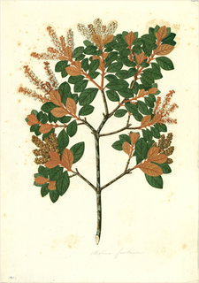 Ilustración botánica de Clethra fimbriata