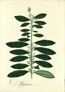 Ilustración botánica de Copey