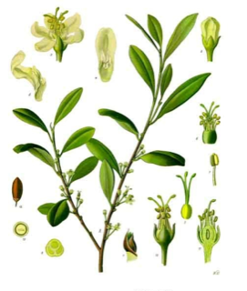 Ilustración botánica de Erythroxylum coca