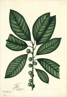 Ilustración botánica de Café