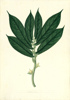 Ilustración botánica de Columnea ovata