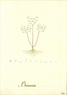 Ilustración botánica de Conium maculatum