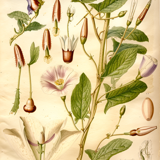 Ilustración botánica de Convolvulus arvensis