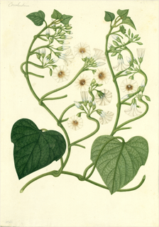 Ilustración botánica de Convolvulus dissectus