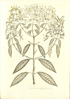 Ilustración de Laurel