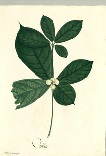 Ilustración botánica de Erva baleeira