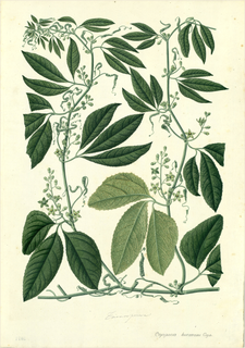 Ilustración botánica de Copalchi