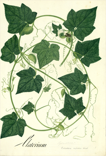 Ilustración botánica de Calabaza