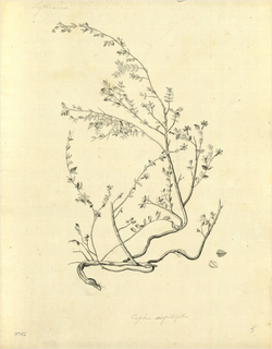 Ilustración botánica de Cuphea racemosa