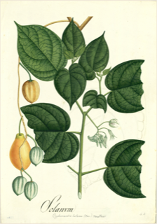 Ilustración botánica de Tomate de árbol