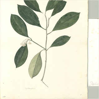 Ilustración botánica de Daphne squamosa