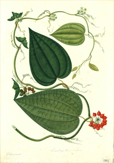 Ilustración botánica de Dioscorea altissima