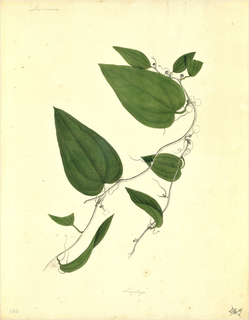 Ilustración botánica de Dioscorea triphylla