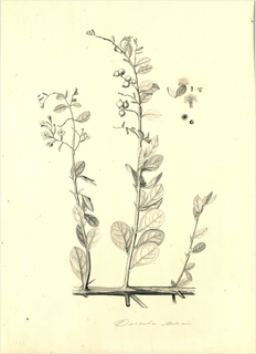 Ilustración de Duranta