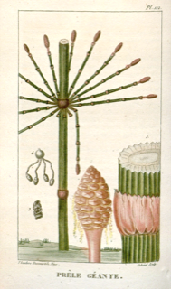 Ilustración de Cola de caballo