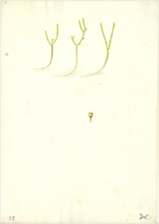 Ilustración botánica de Cola de caballo