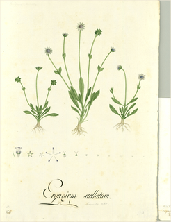 Ilustración botánica de Cabezona