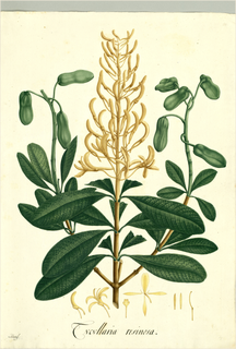 Ilustración botánica de Colorín