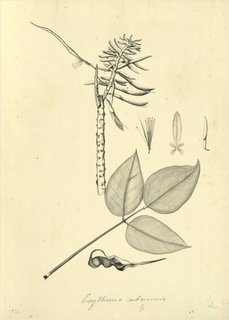 Ilustración de Pito