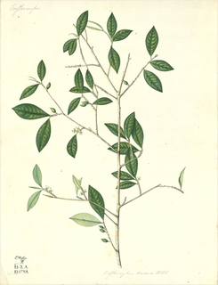 Ilustración botánica de Mulungu