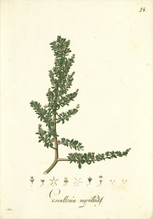 Ilustración botánica de Chachacomo