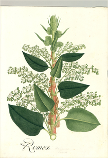 Ilustración botánica de Euphorbia