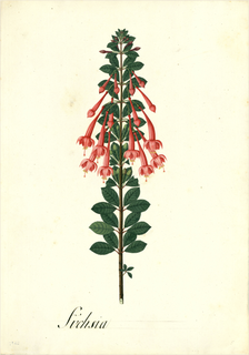 Ilustración botánica de Chilco