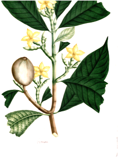 Ilustración botánica de Jagua