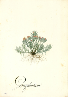 Ilustración botánica de Gnaphalium dombeyanum