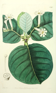 Ilustración botánica de Tastab