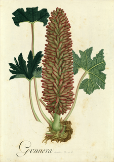 Ilustración botánica de Gunnera pilosa