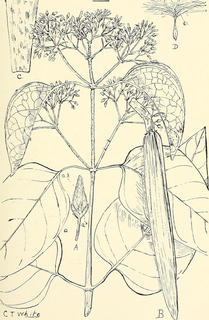 Ilustración botánica de Gymnema sylvestre