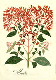 Ilustración botánica de Candelilla