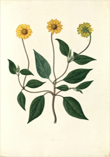 Ilustración botánica de Girasol