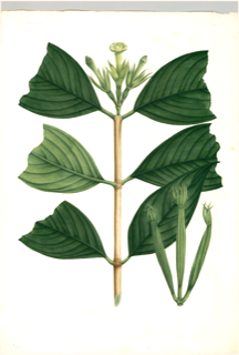 Ilustración botánica de Heliconia bihai