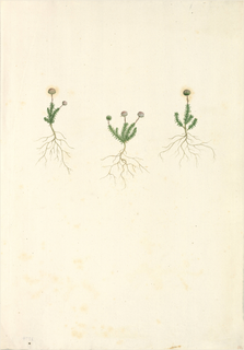 Ilustración botánica de Hercampuri