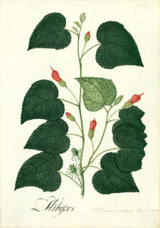 Ilustración botánica de Jamaica