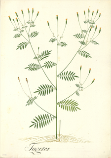 Ilustración botánica de Huacatay