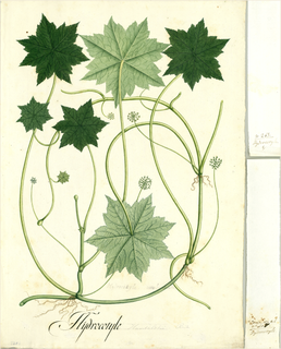 Ilustración botánica de Hydrocotyle bonariensis