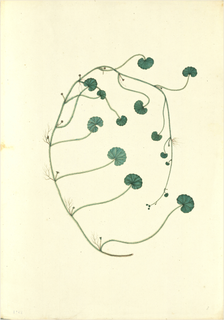 Ilustración botánica de Hydrocotyle ranunculoides