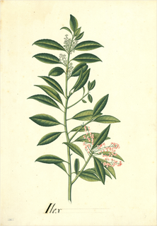 Ilustración botánica de Té de Bogotá