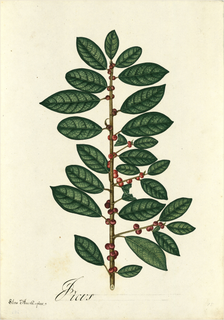 Ilustración de Apalache