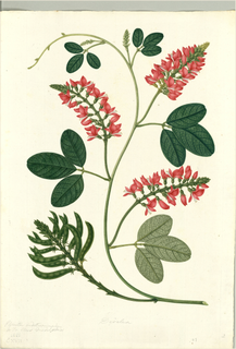 Ilustración botánica de Añil