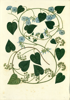 Ilustración botánica de Camote