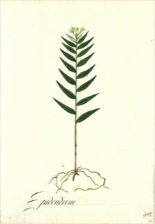 Ilustración botánica de Jengibre